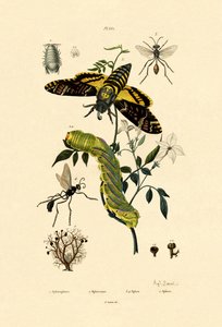Hoverfly